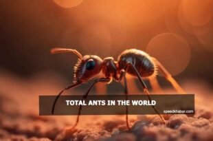 Total ants in the world