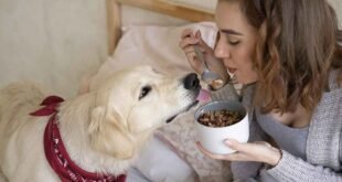 dog food