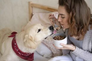 dog food