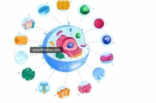 human cell