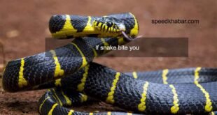snake bite you