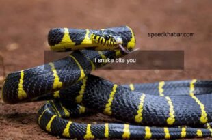 snake bite you