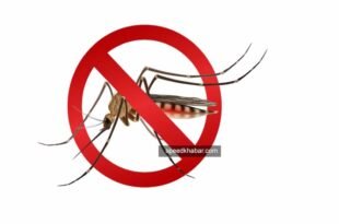 Highest Dengue cases all over India